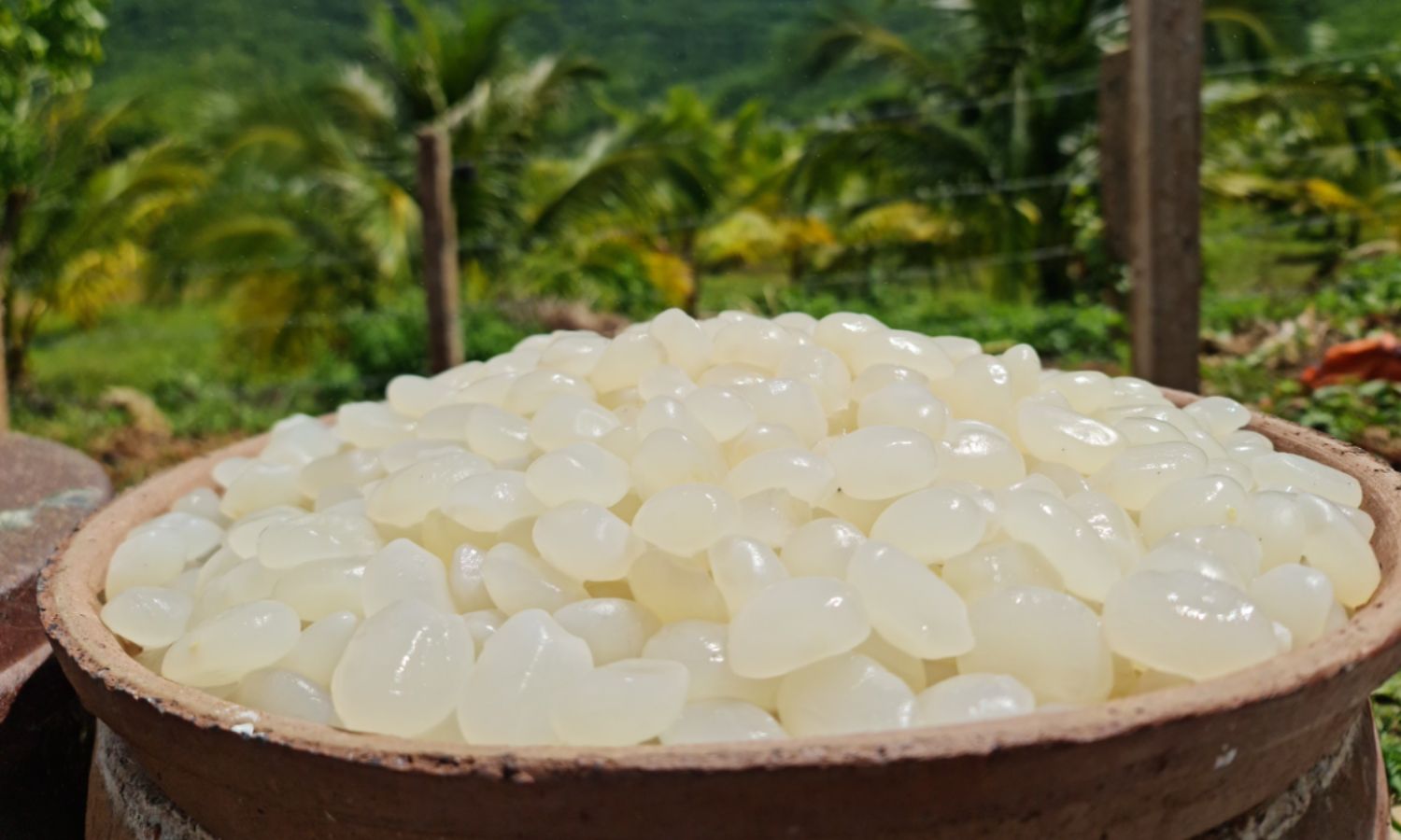 Nhập khẩu hạt đác mang đến nguồn nguyên liệu ổn định, sẵn sàng cho sản xuất quy mô lớn.