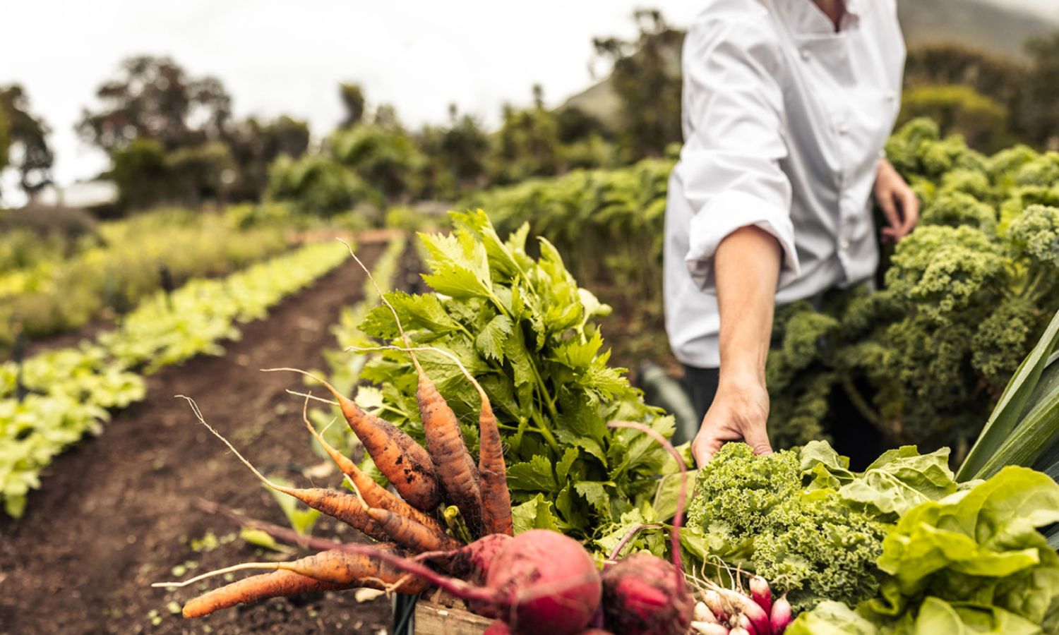 Tìm nhà cung cấp nông sản nhập khẩu – Nền tảng cho chuỗi cung ứng bền vững.